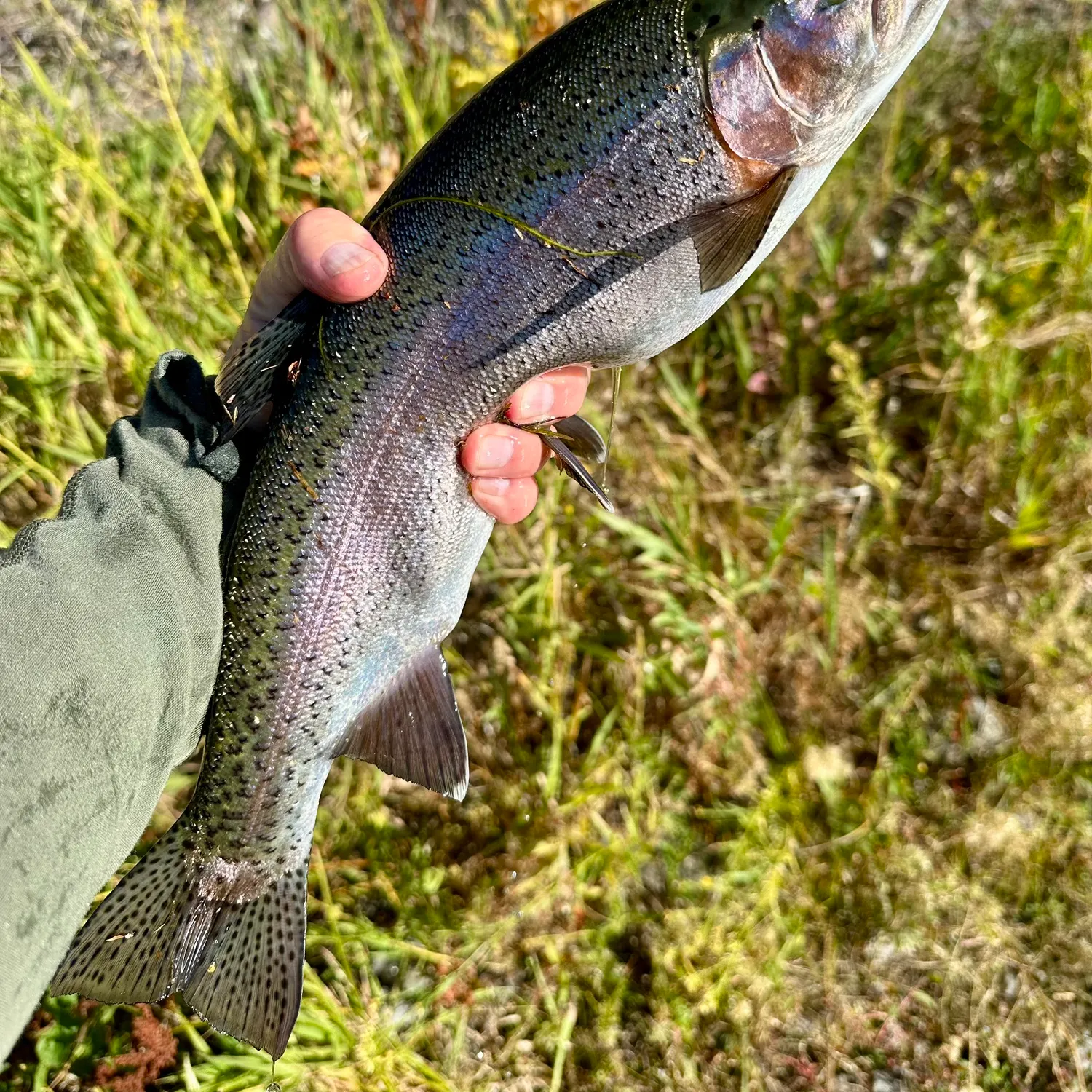 Rainbow trout caught on Fishbrain