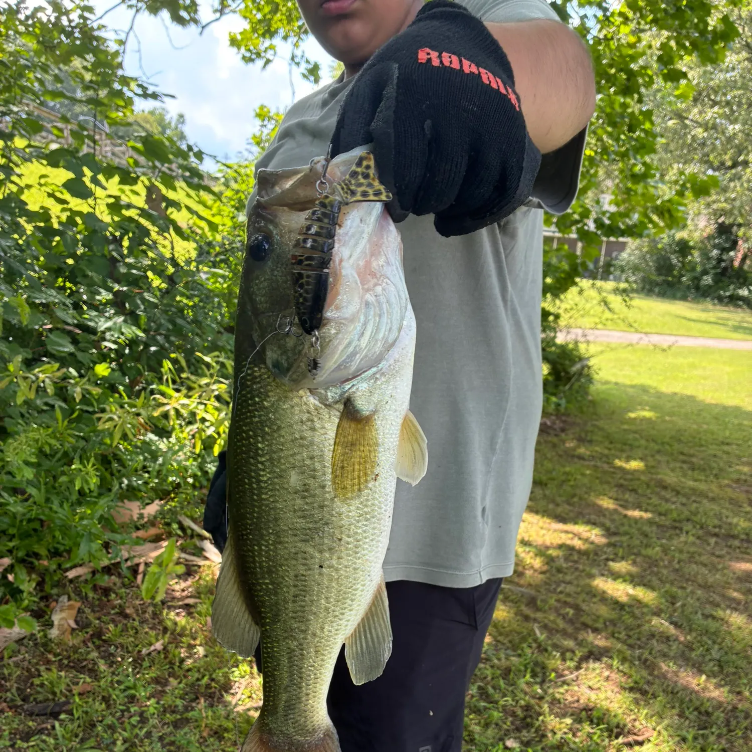 Largemouth bass caught on Fishbrain