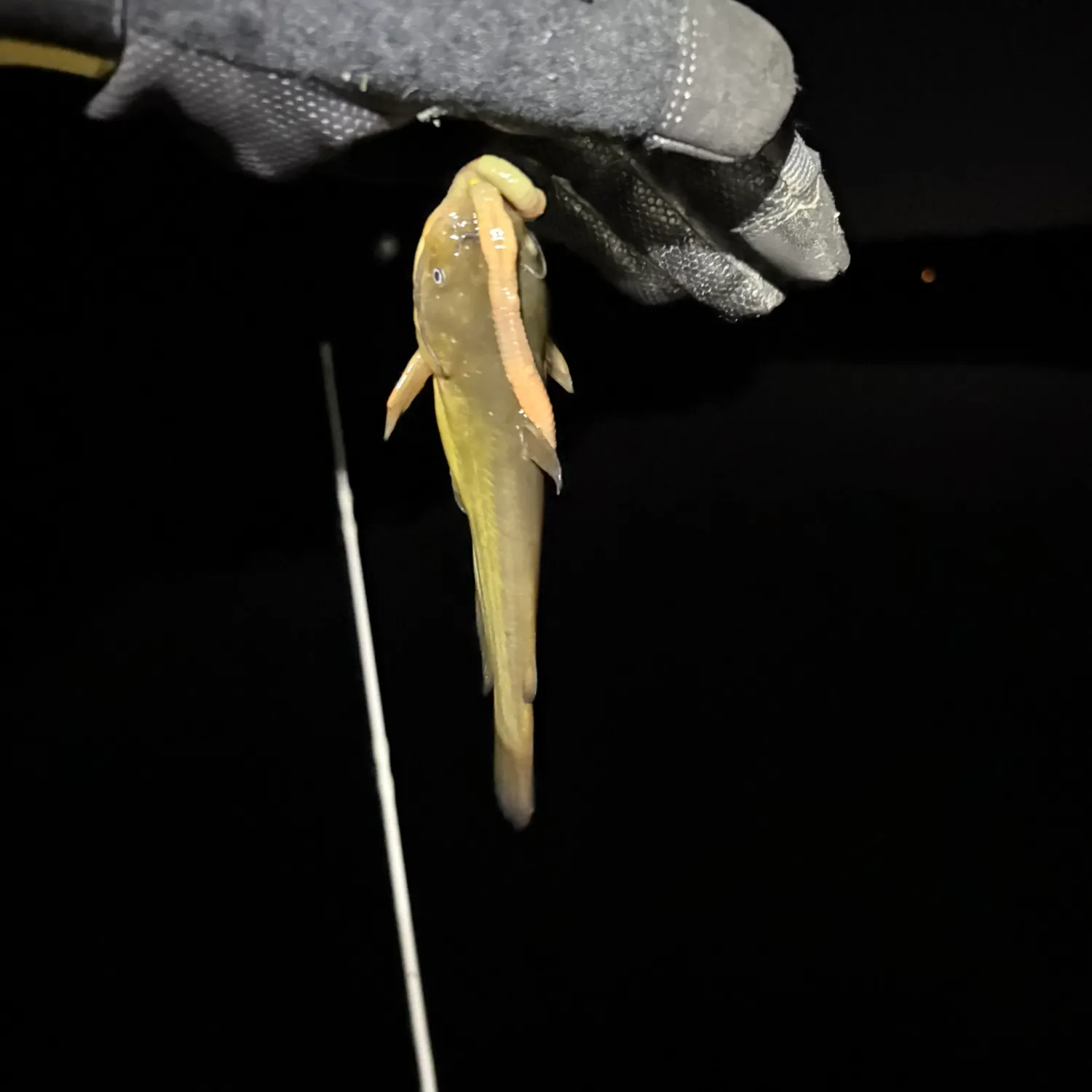 Black bullhead caught on Fishbrain