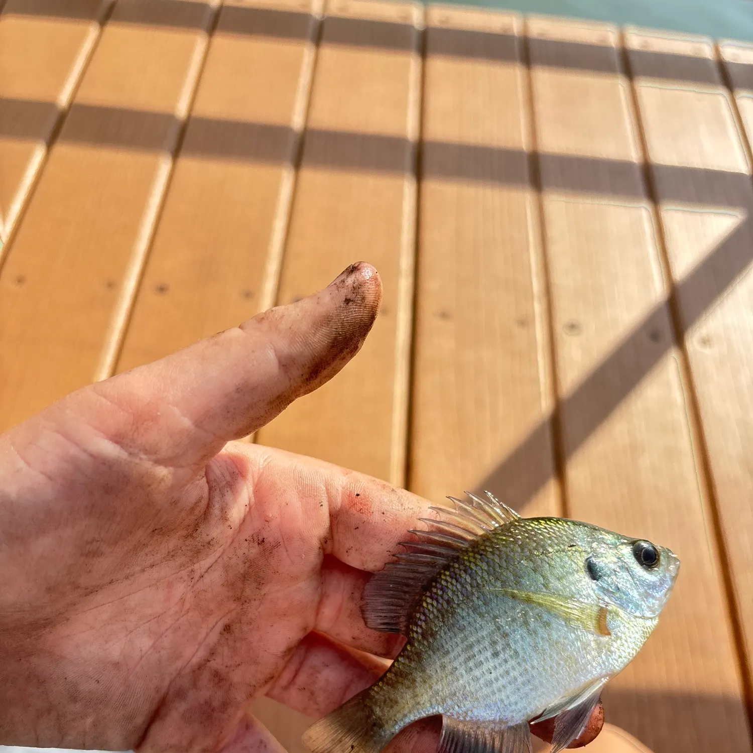 Bluegill caught on Fishbrain