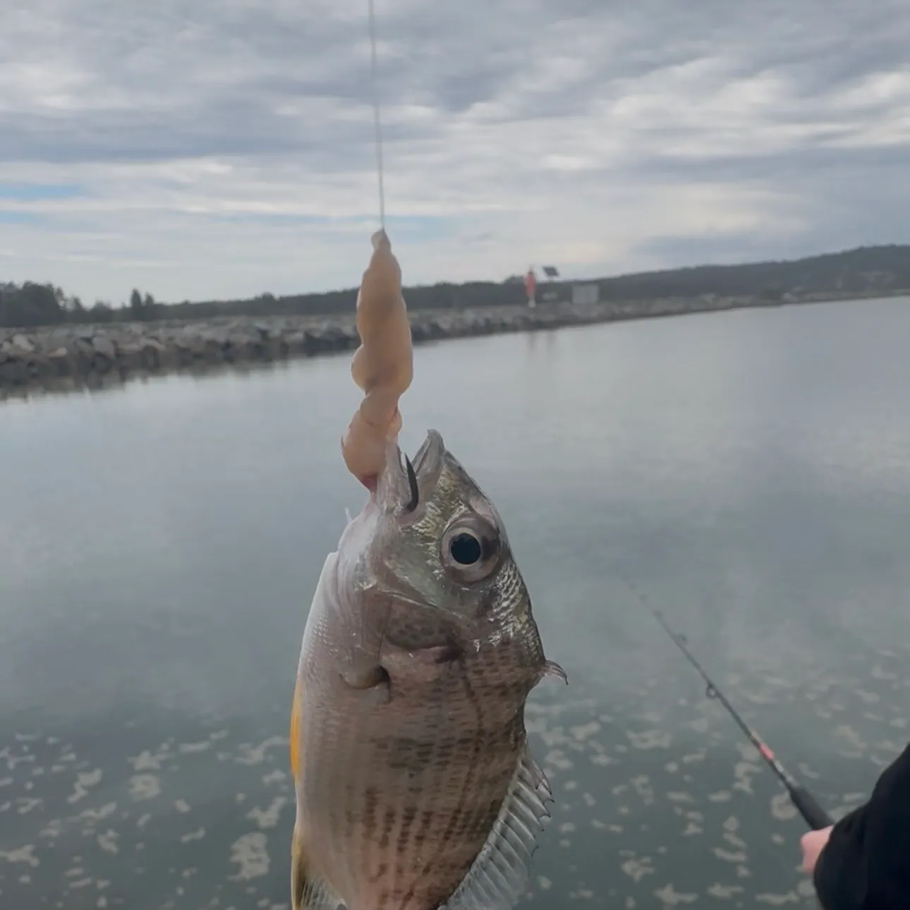 Surf bream caught on Fishbrain
