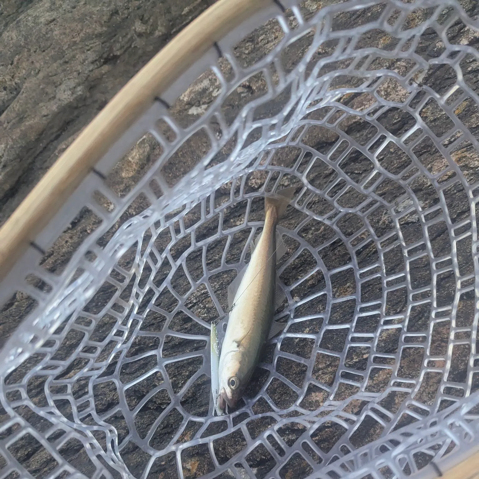 The most recent Pollack catches on Fishbrain