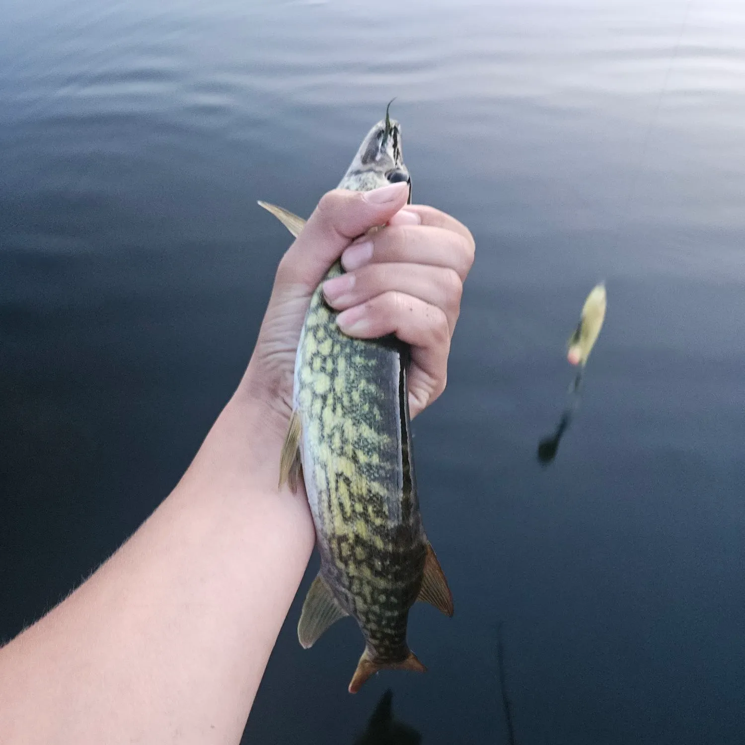 Chain pickerel caught on Fishbrain