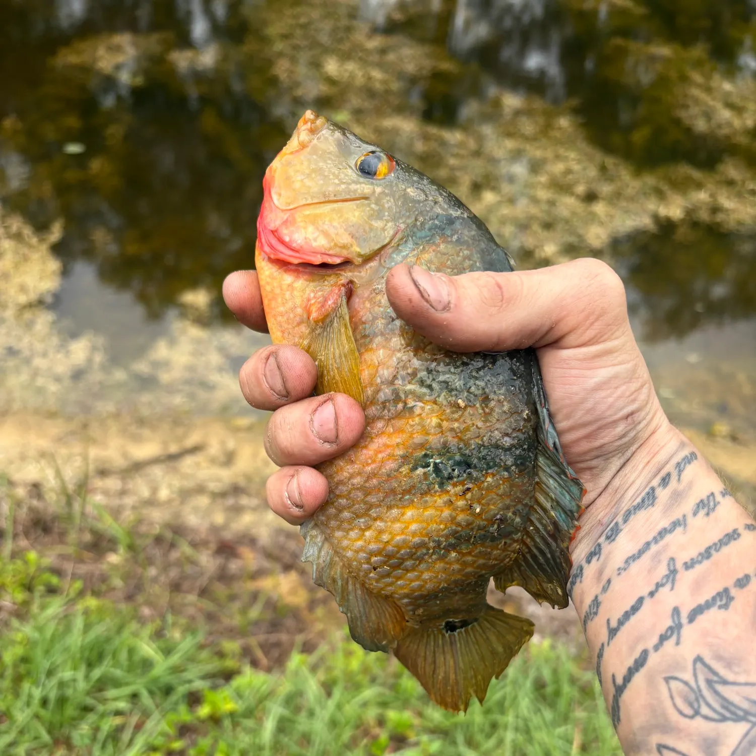 catch