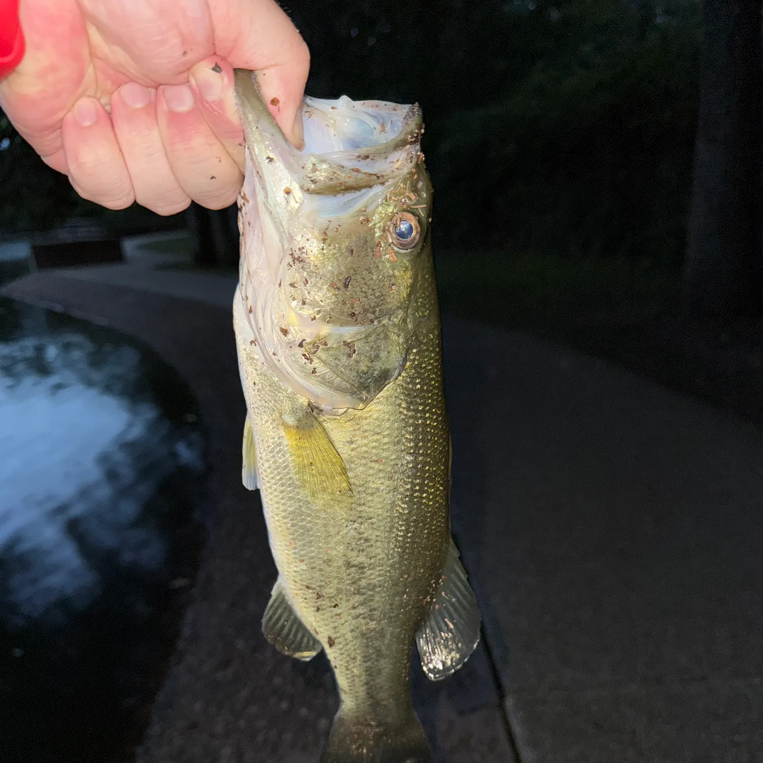 angler catch