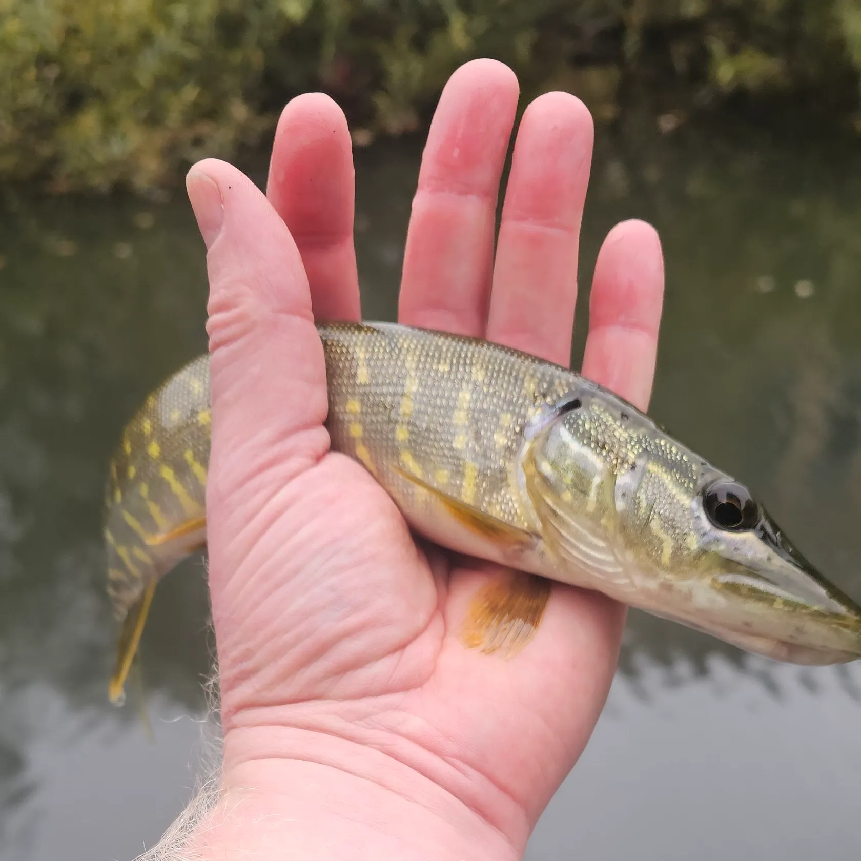 Northern pike caught on Fishbrain