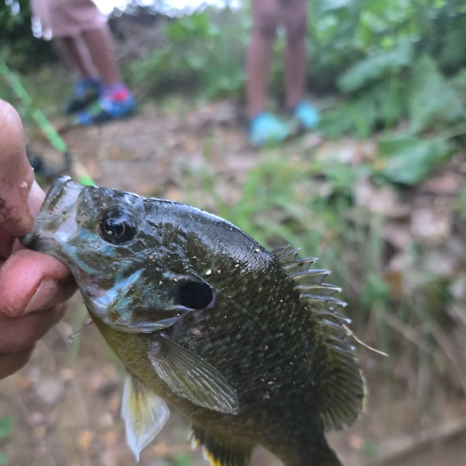 Greengill hybrid caught on Fishbrain