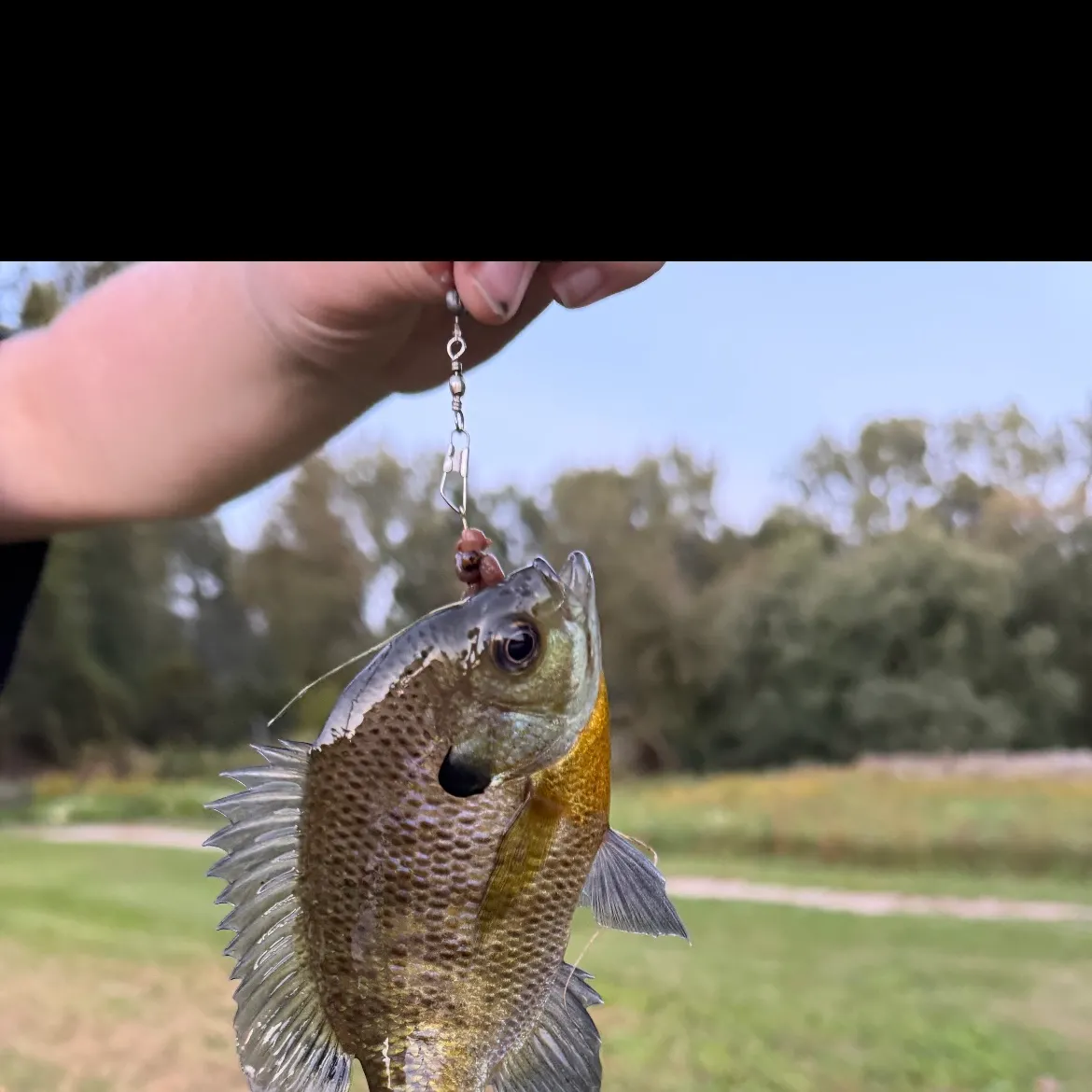 Bluegill caught on Fishbrain