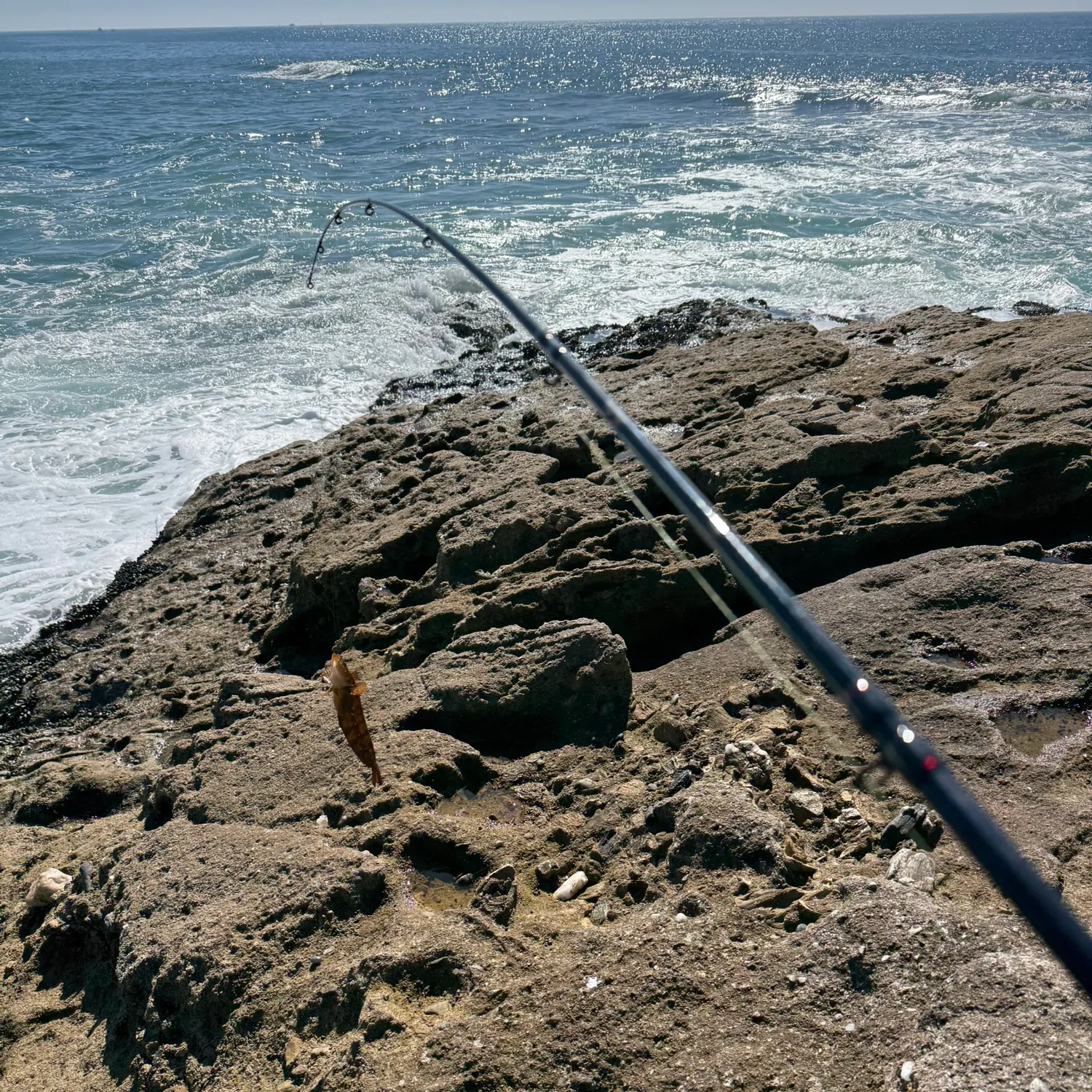 The most recent Spotted kelpfish catches on Fishbrain