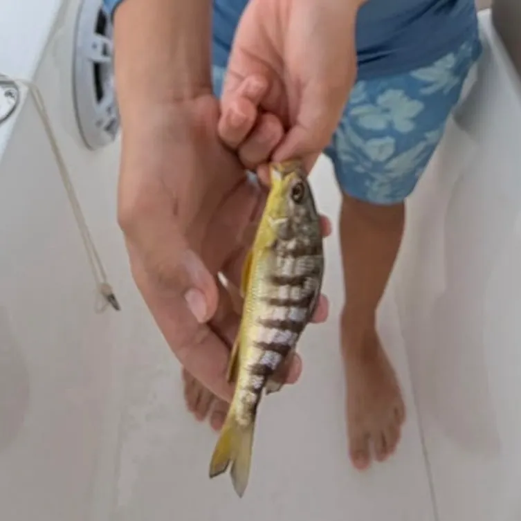 Barred grunt caught on Fishbrain