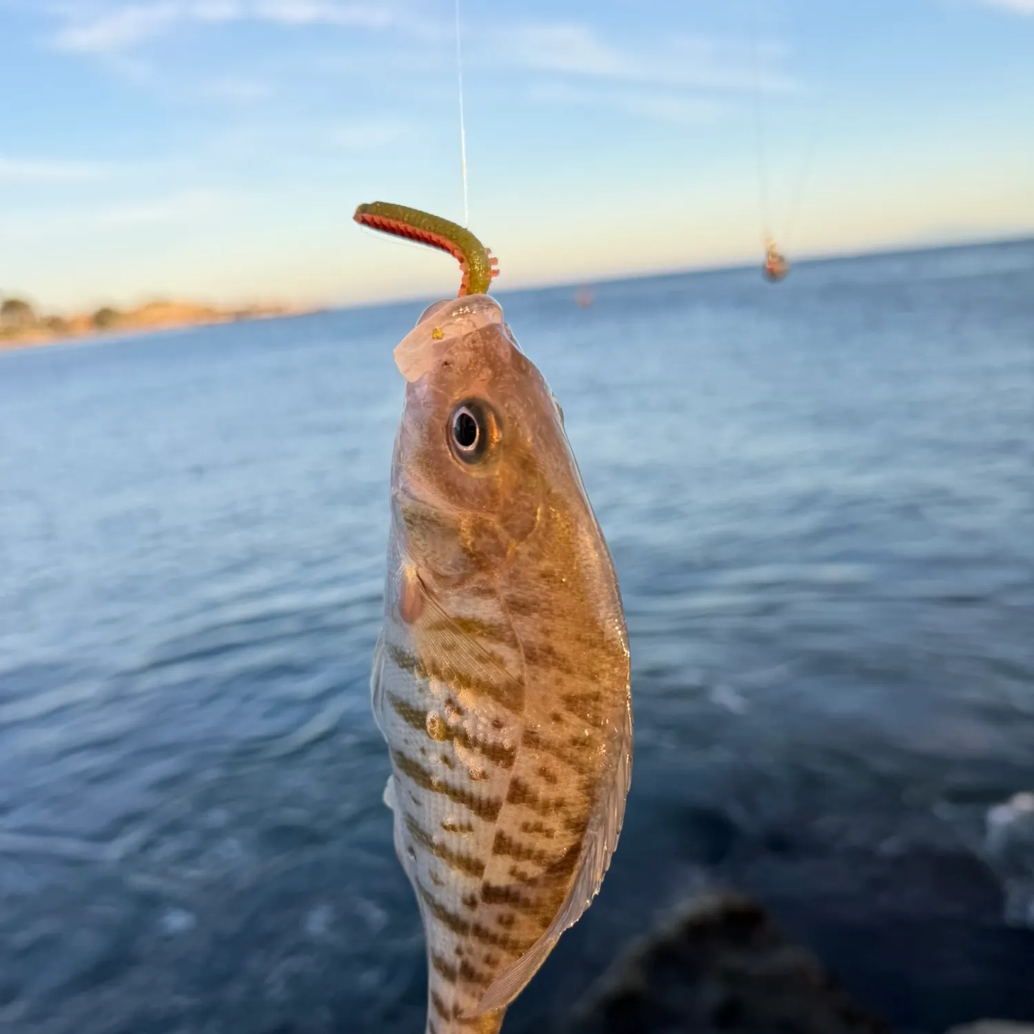 Barred surfperch caught on Fishbrain