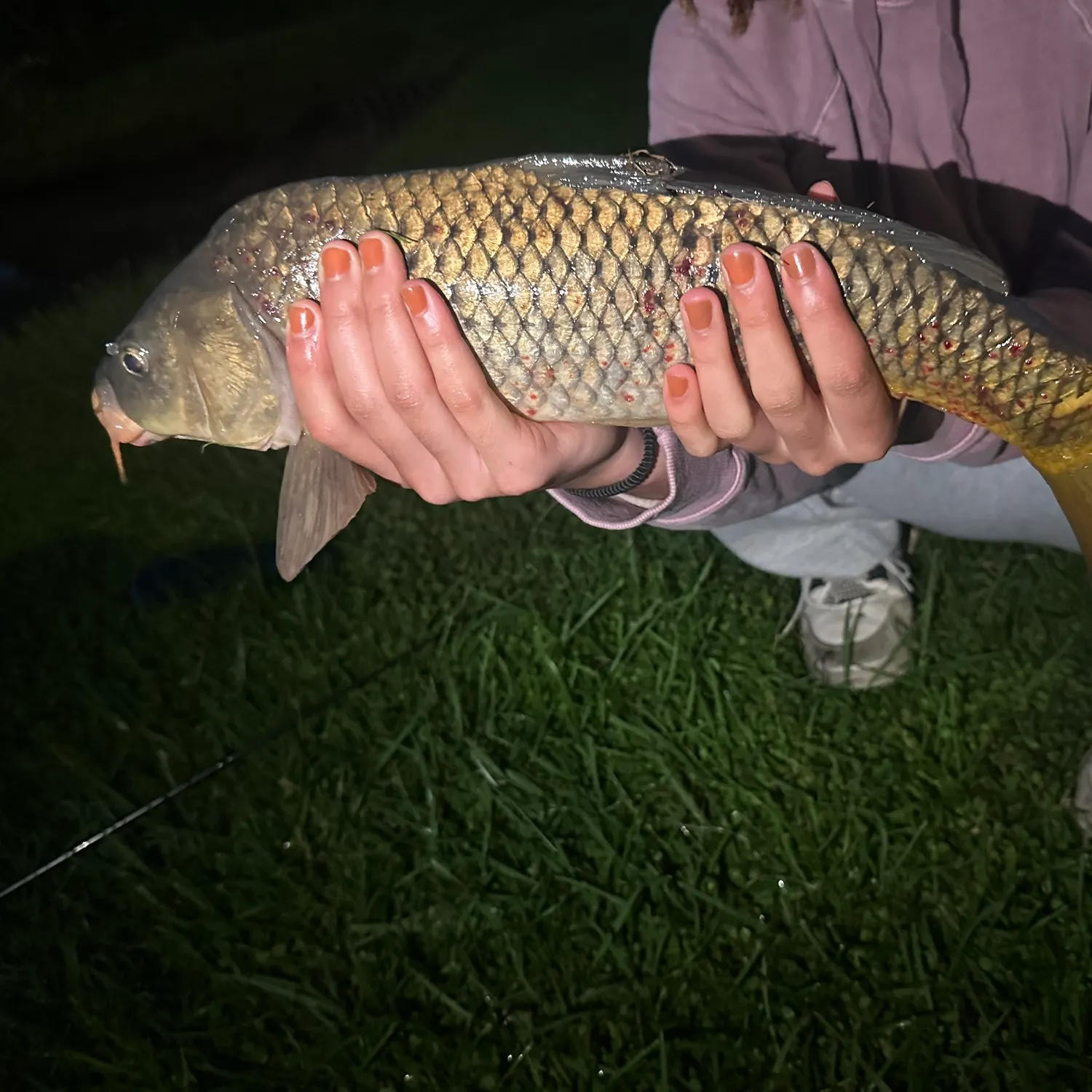 Common carp caught on Fishbrain
