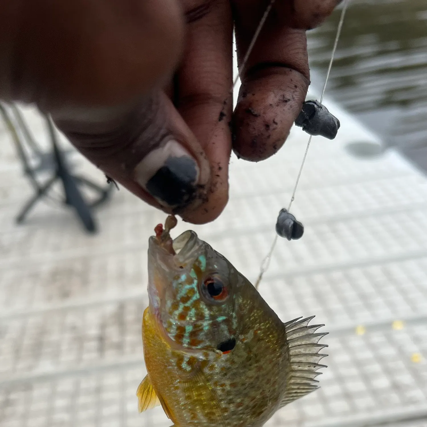 Pumpkinseed caught on Fishbrain