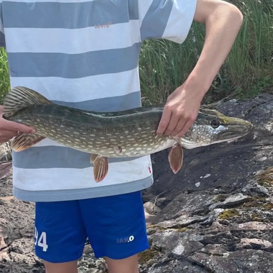 The most recent Northern pike catches on Fishbrain