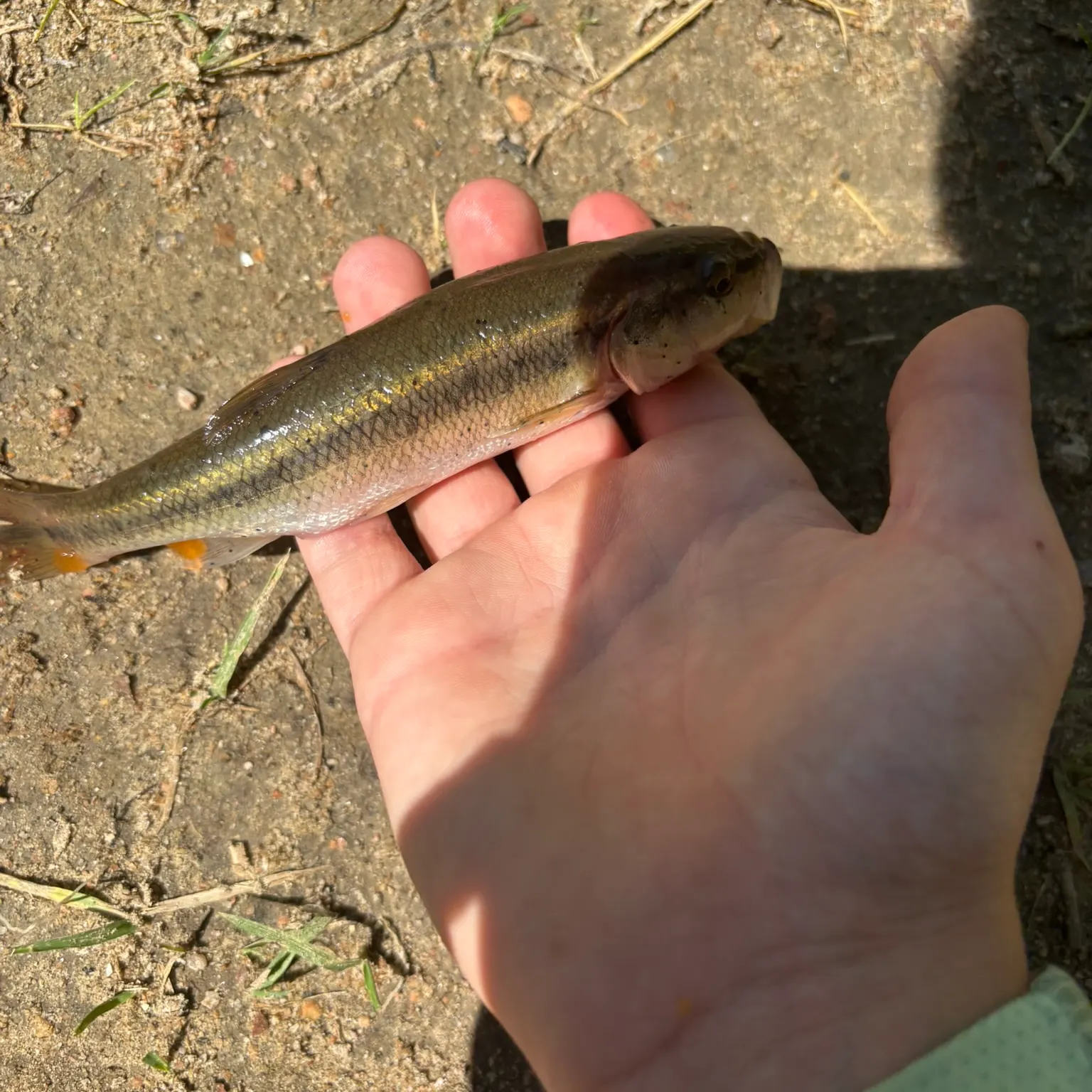 The most recent Creek chub catches on Fishbrain