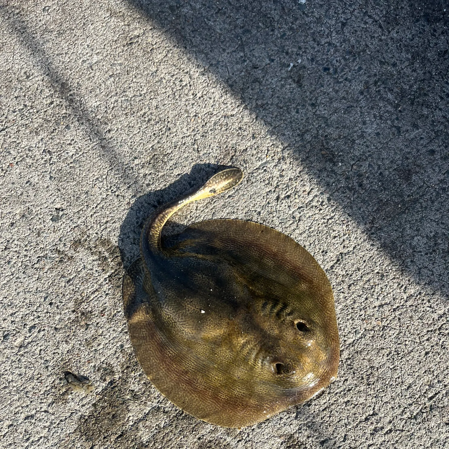 The most recent Haller's round ray catches on Fishbrain