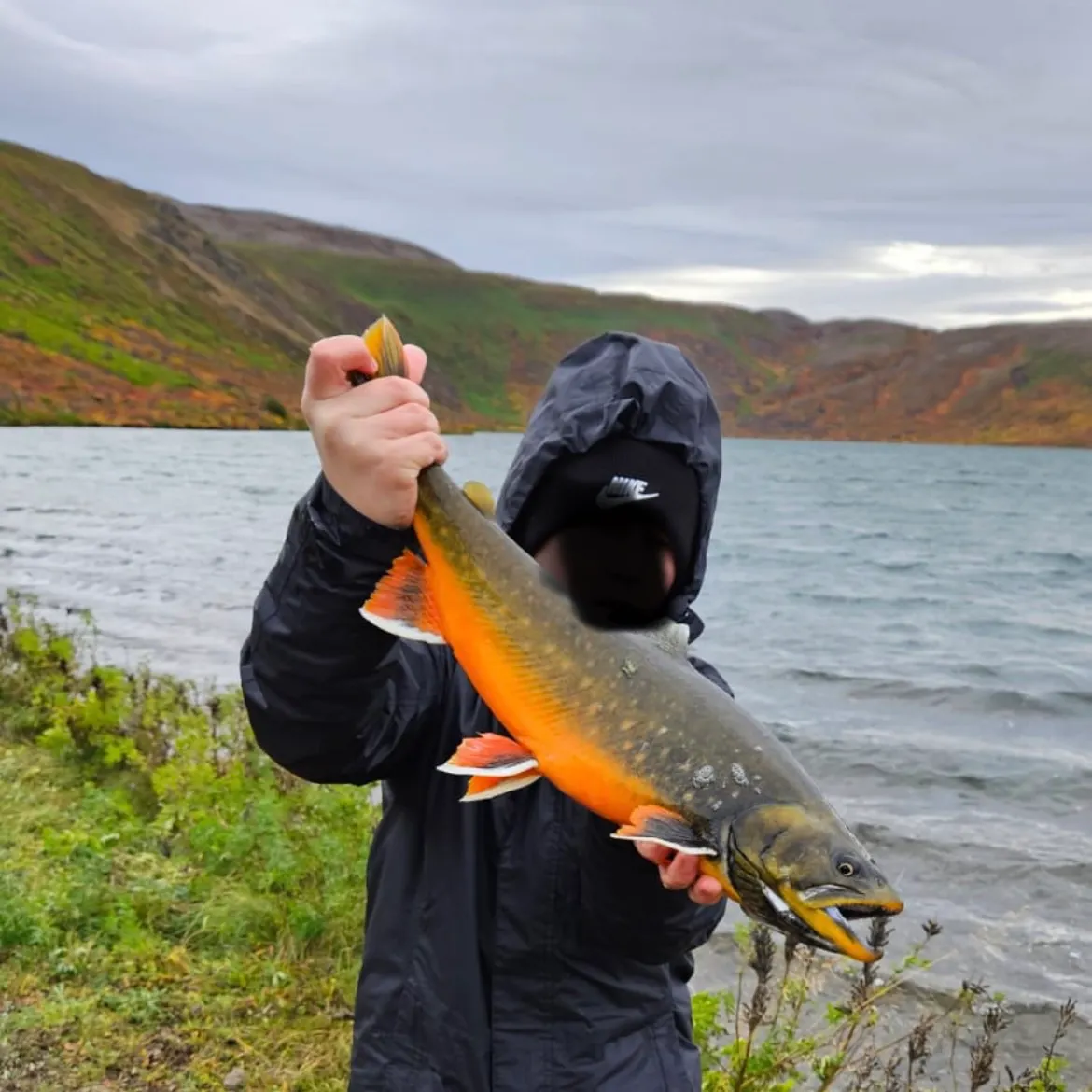 Arctic char caught on Fishbrain