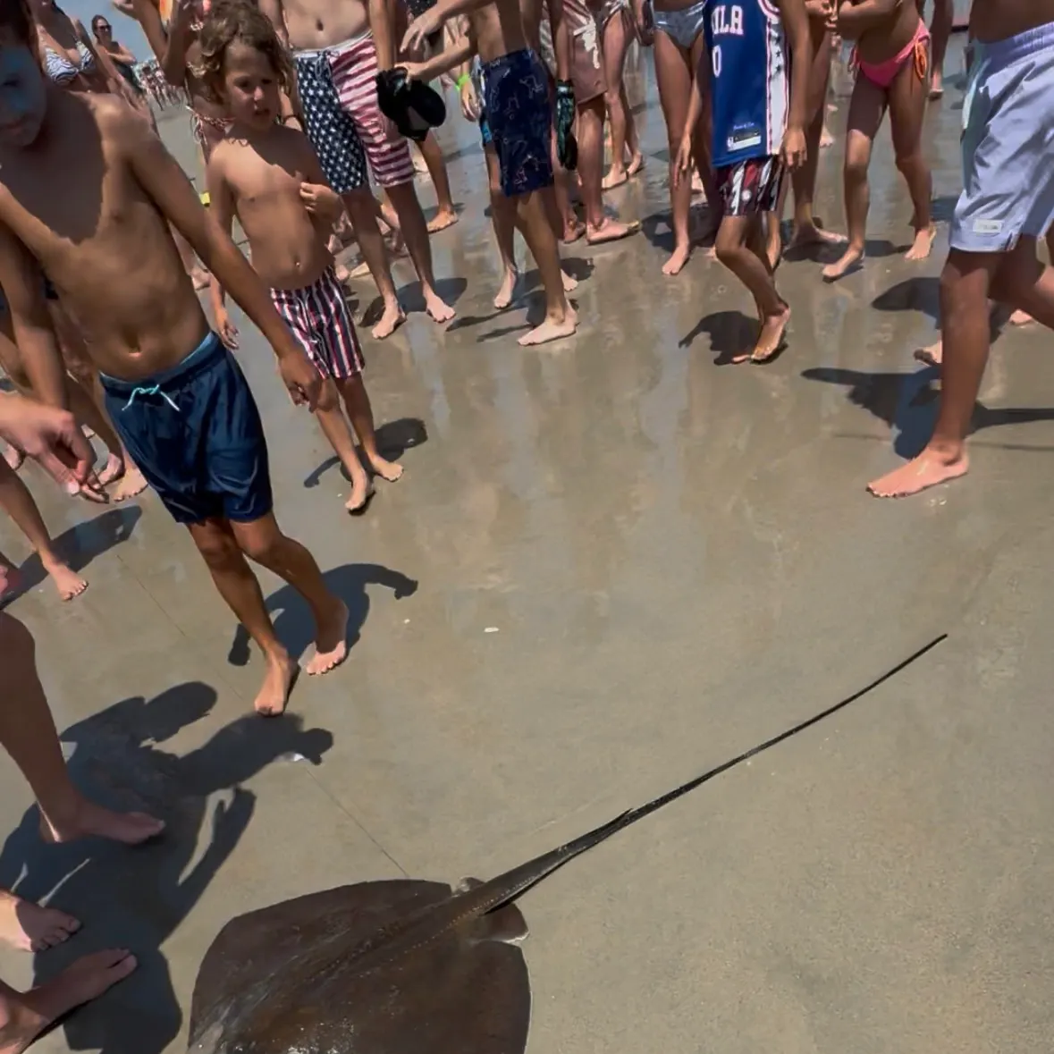 The most recent Bluntnose stingray catches on Fishbrain