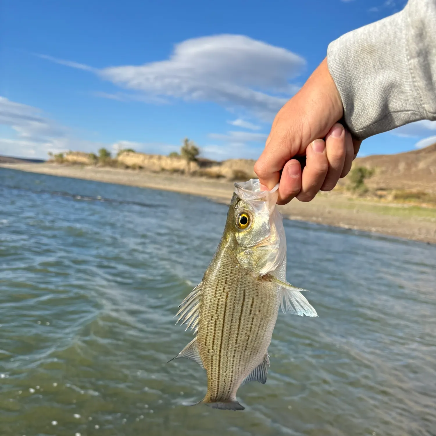 White bass caught on Fishbrain
