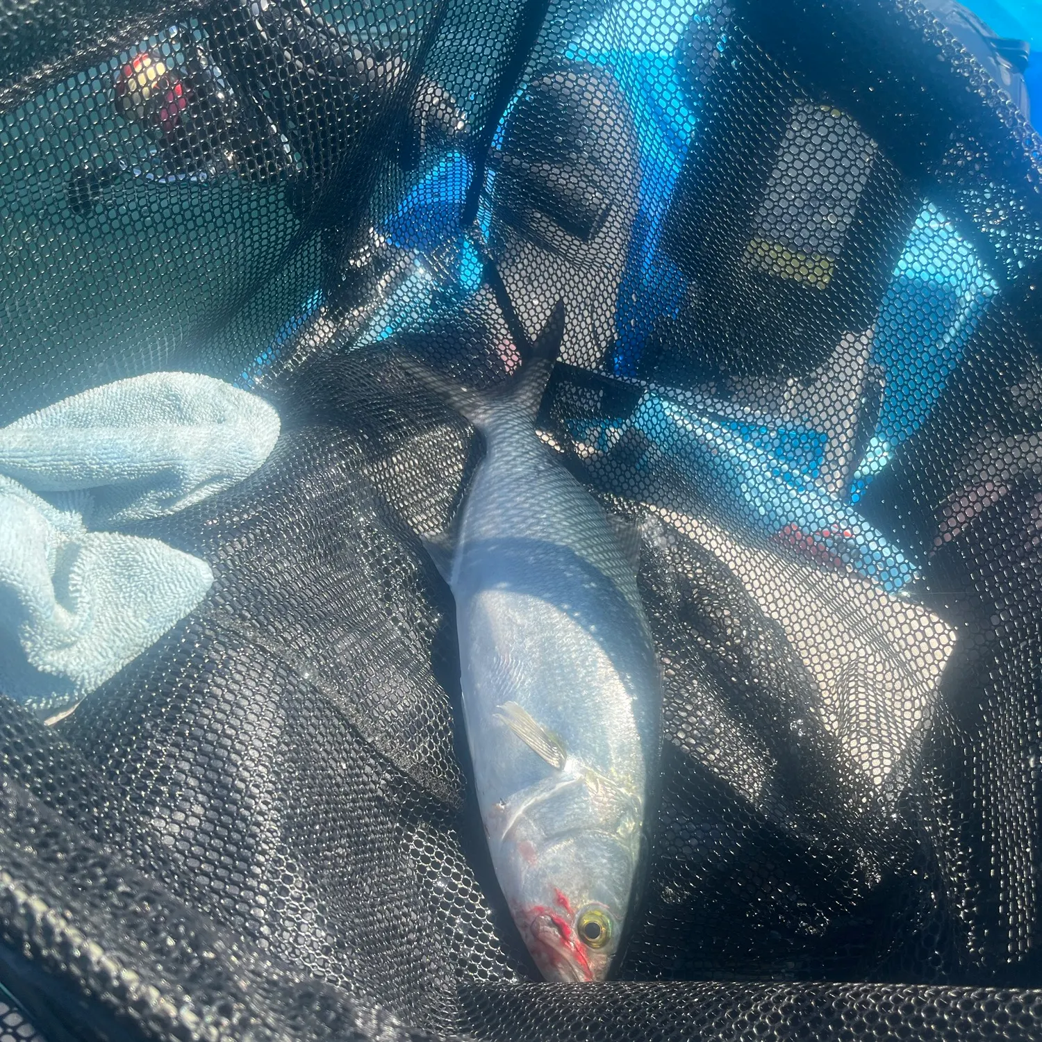 Bluefish caught on Fishbrain
