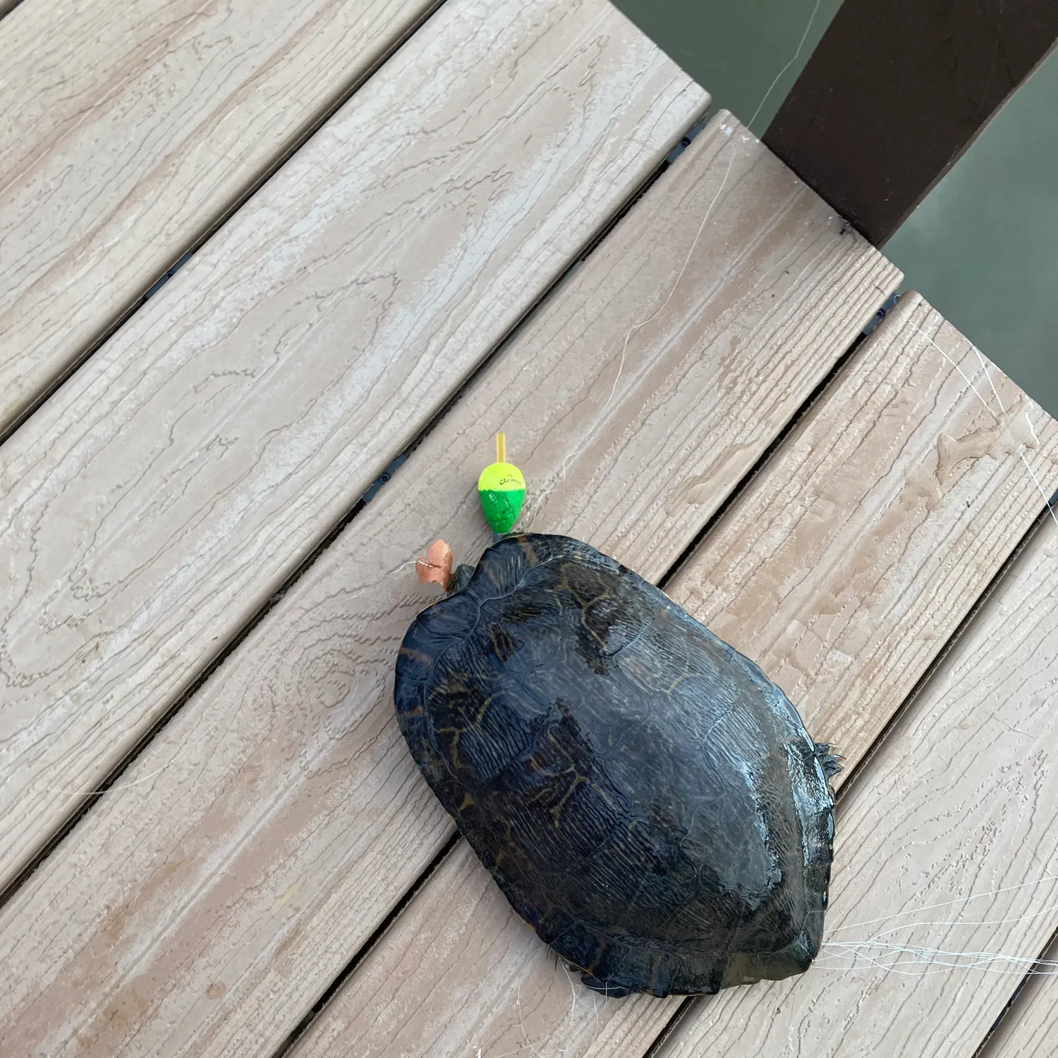 The most recent Texas cooter turtle catches on Fishbrain
