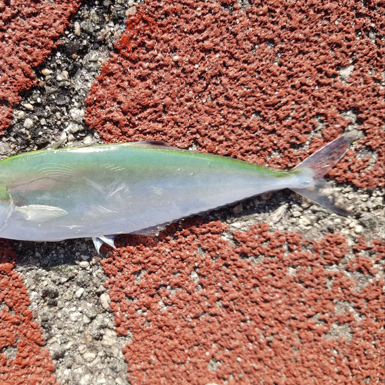 The most recent Needlescaled queenfish catches on Fishbrain