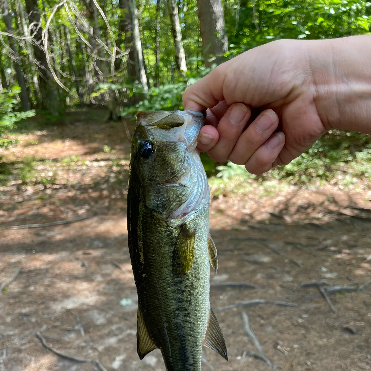 Largemouth bass caught on Fishbrain