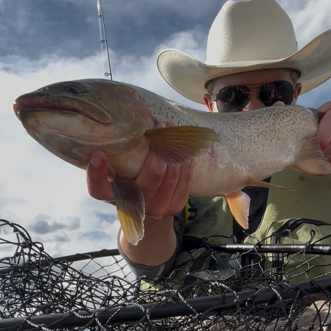Rainbow trout caught on Fishbrain