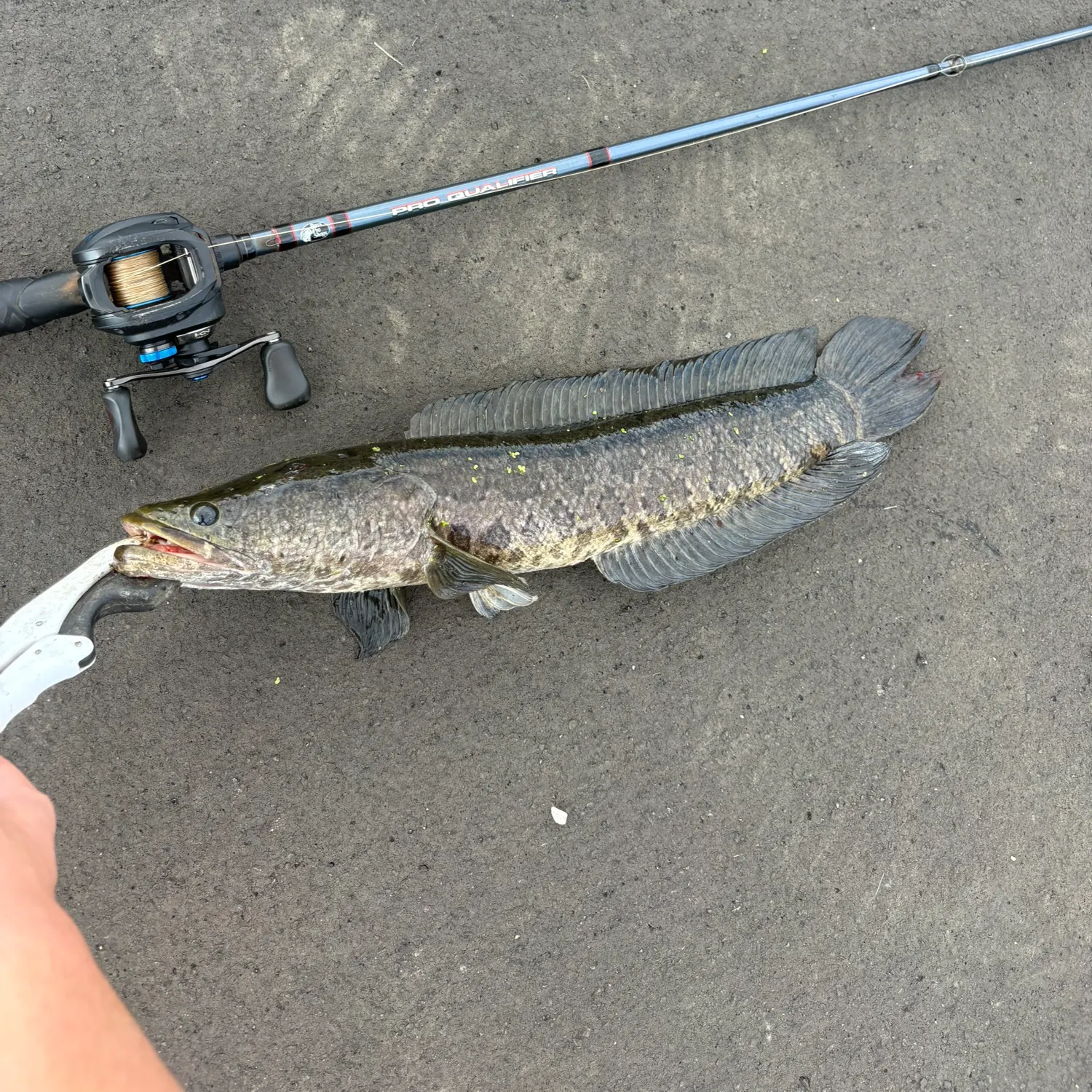 Northern snakehead caught on Fishbrain