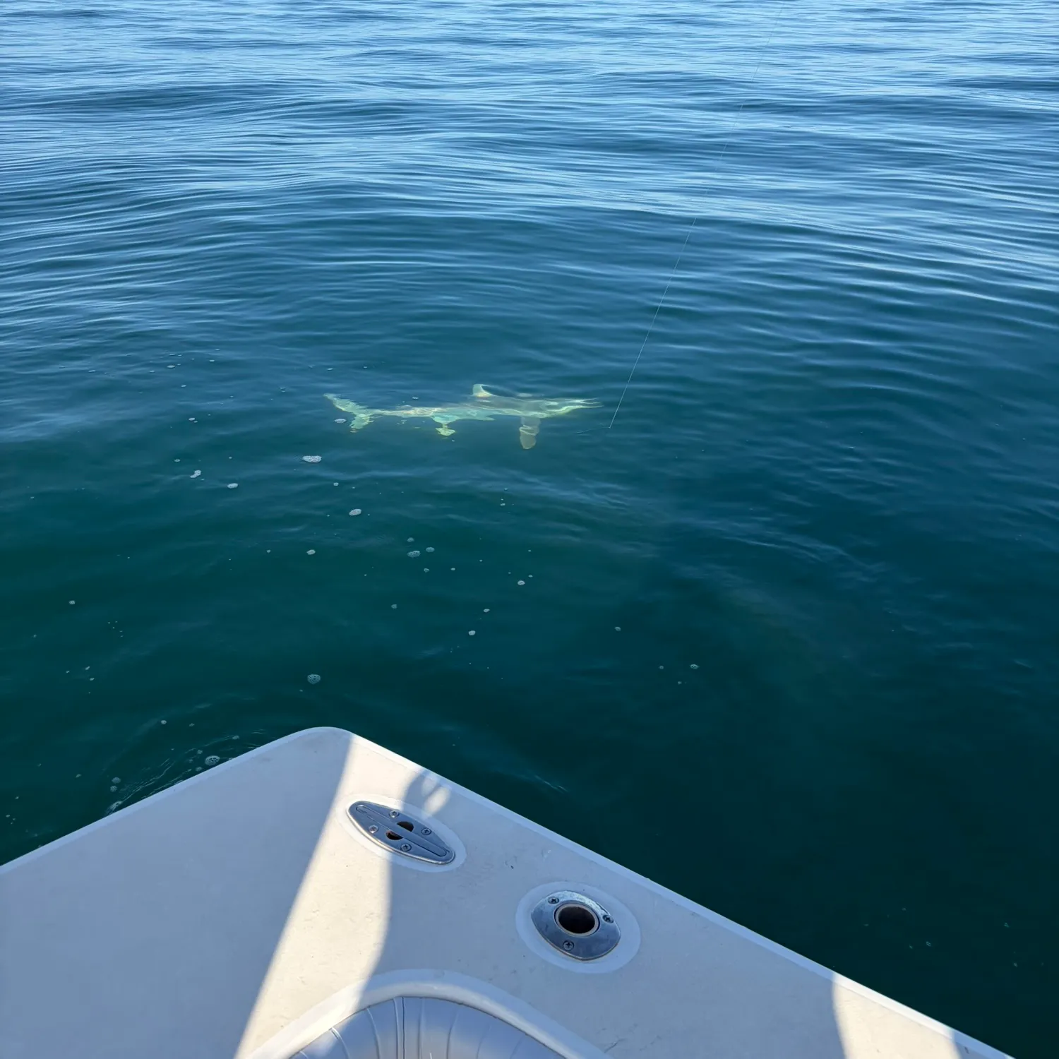 The most recent Blacktip shark catches on Fishbrain