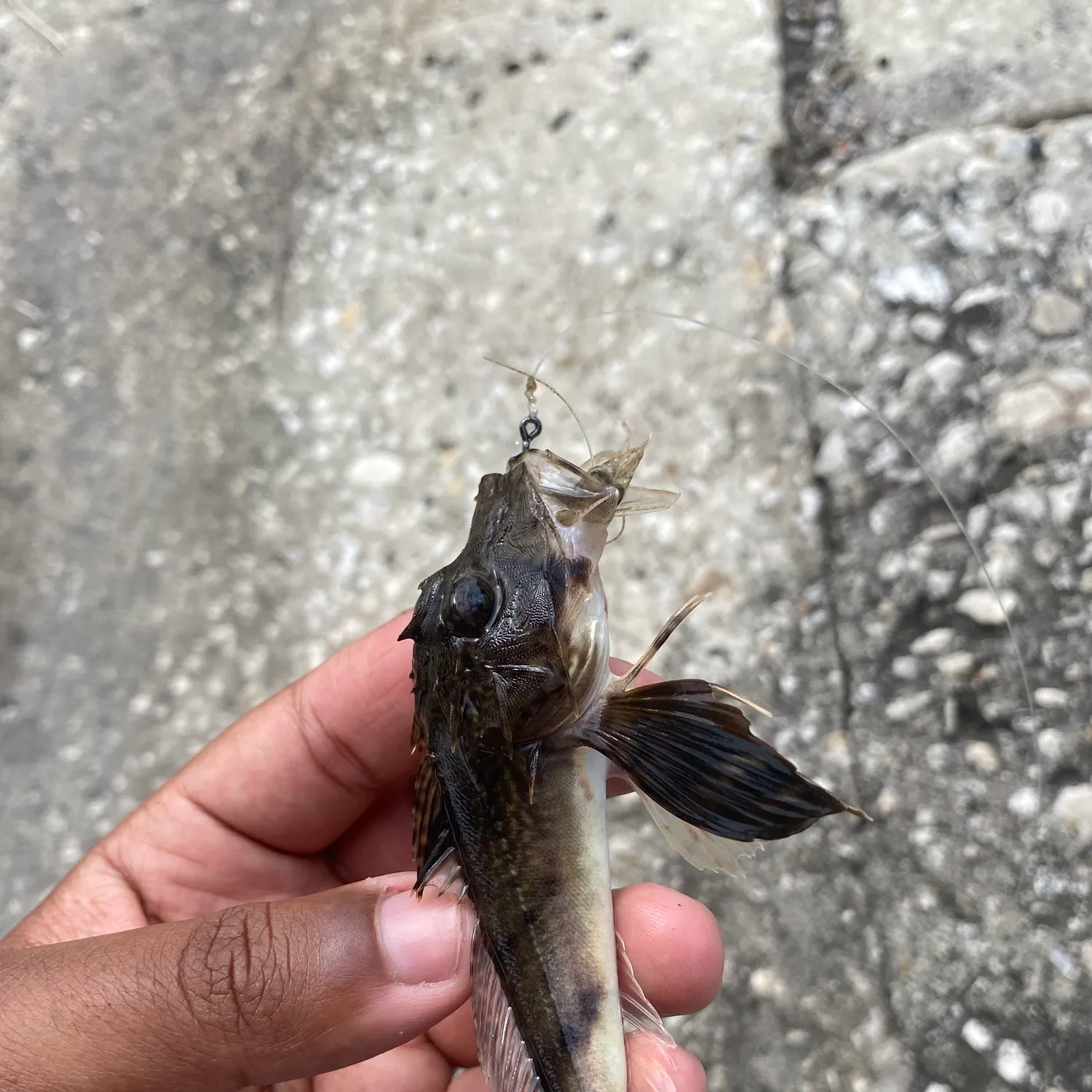 The most recent Striped searobin catches on Fishbrain