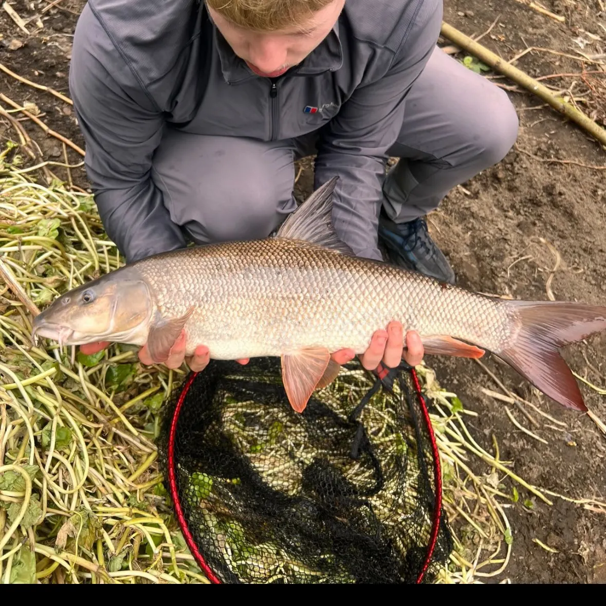 The most recent Common barbel catches on Fishbrain