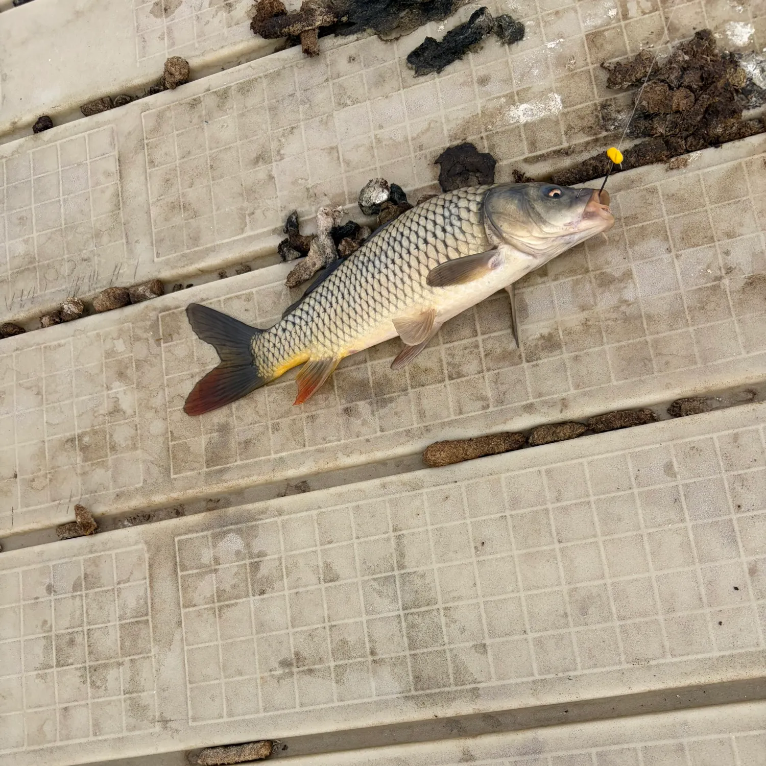 The most recent Ghost carp catches on Fishbrain