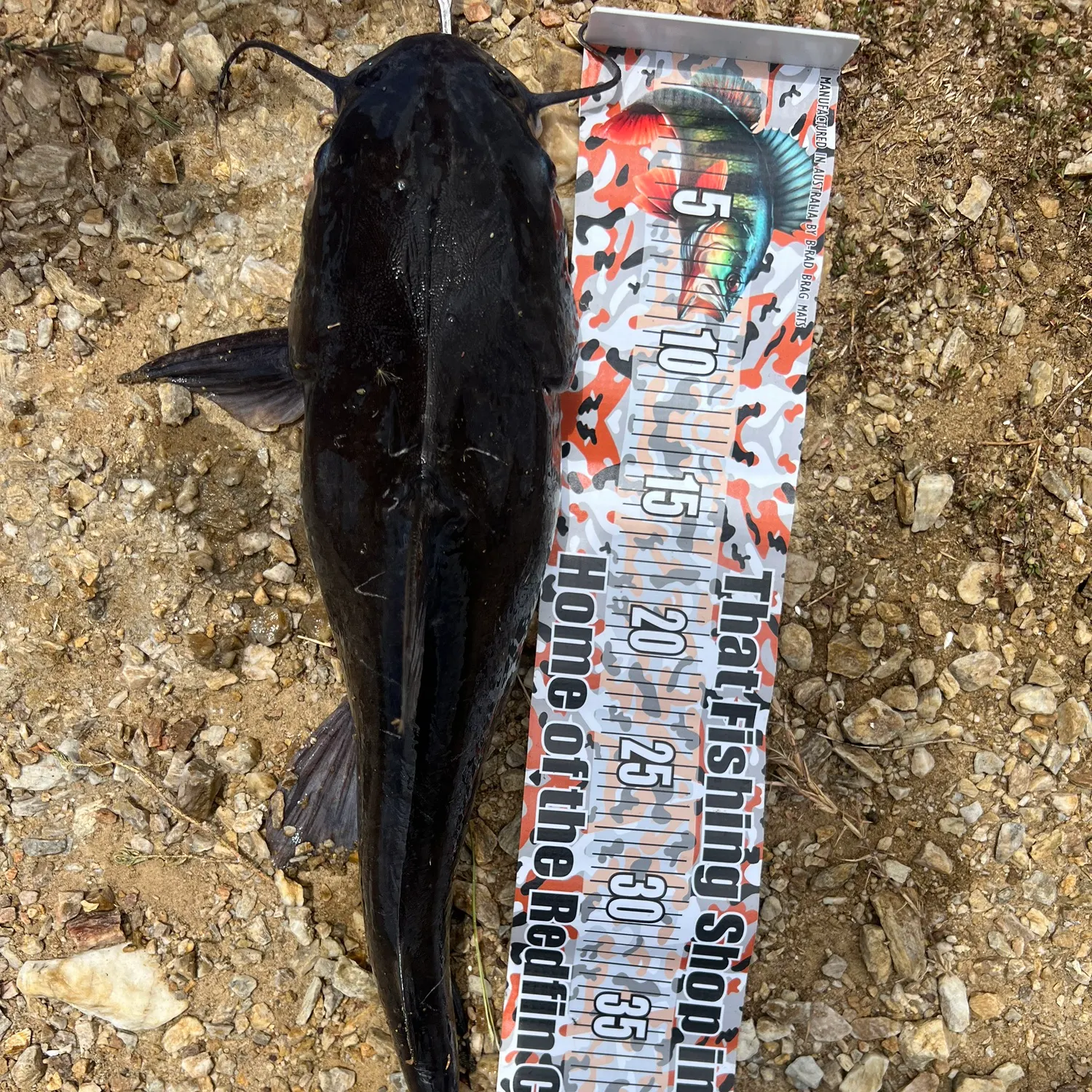 The most recent Flathead catfish catches on Fishbrain