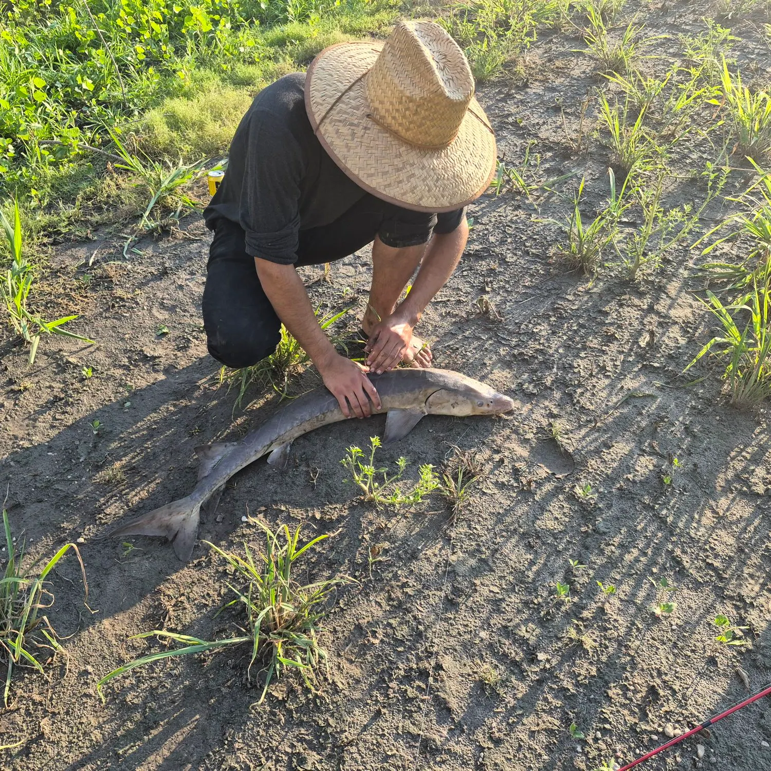 The most recent Green sturgeon catches on Fishbrain