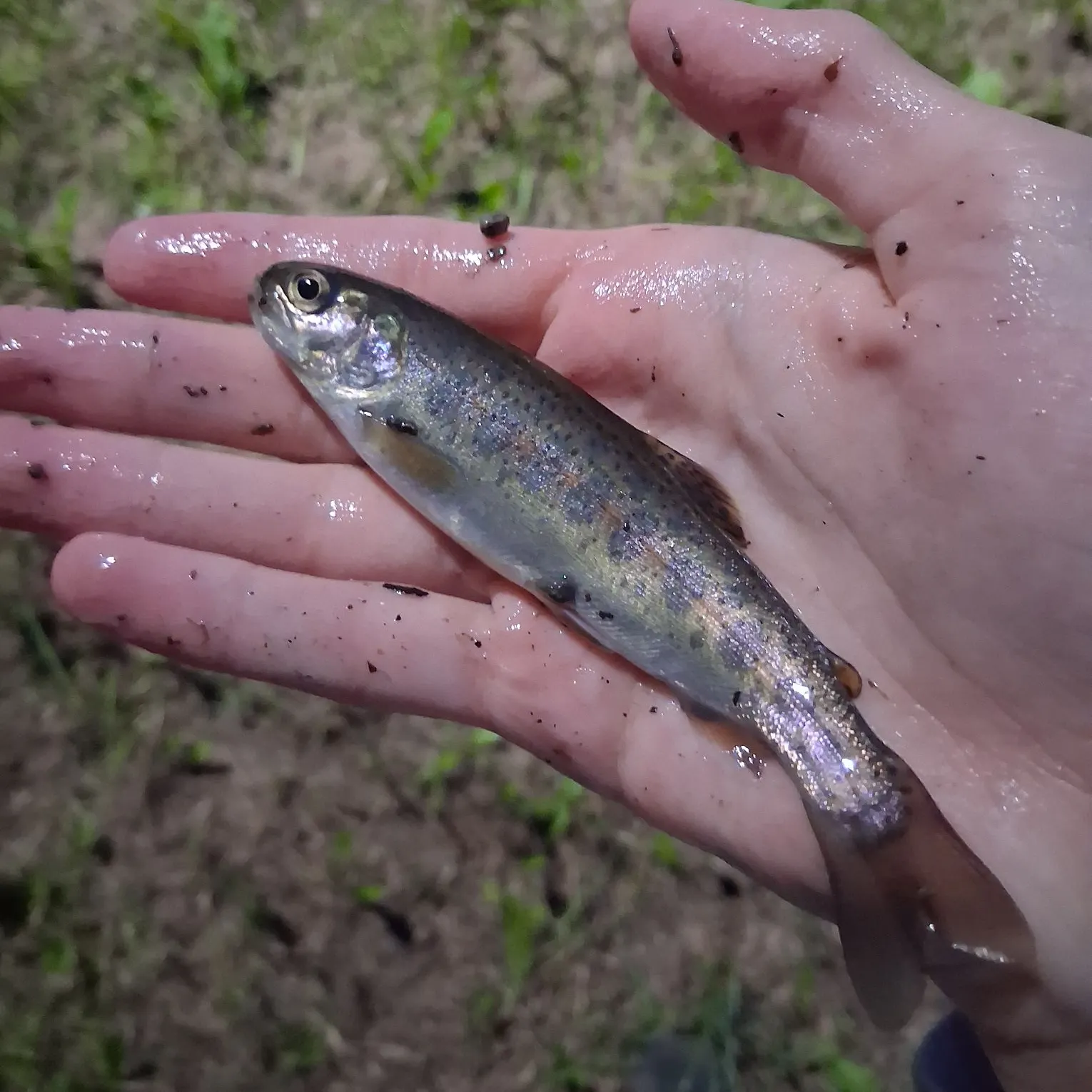 Rainbow trout caught on Fishbrain