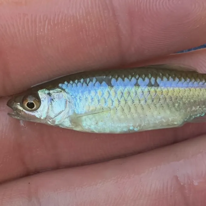 The most recent Spotfin shiner catches on Fishbrain