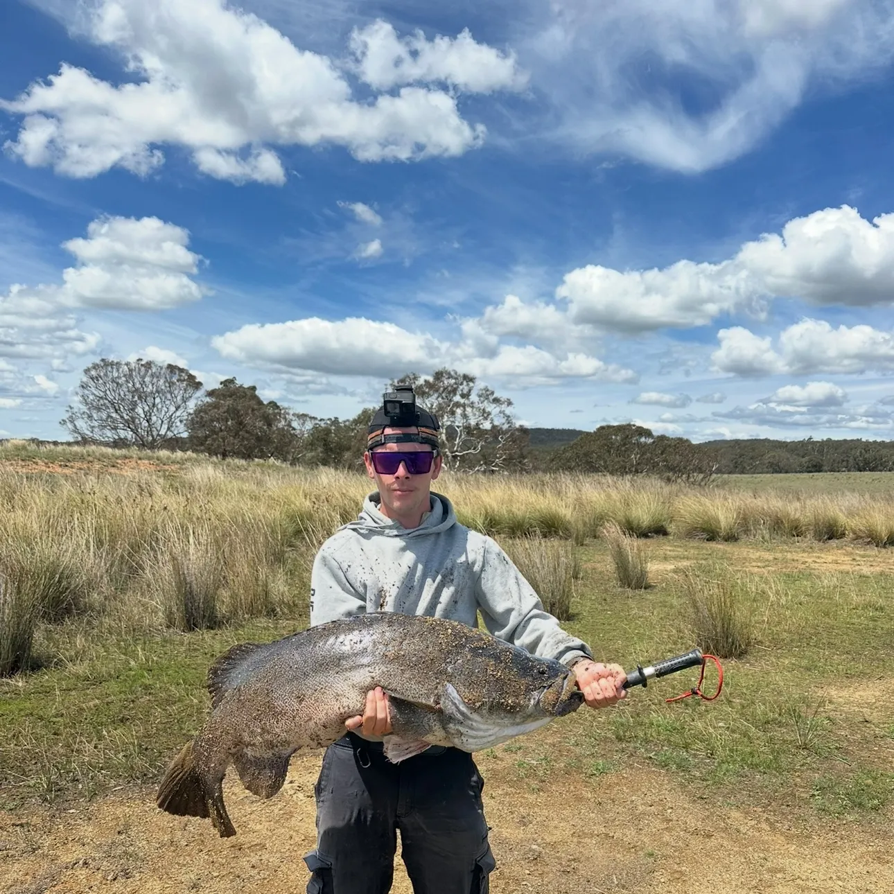 Murray cod caught on Fishbrain
