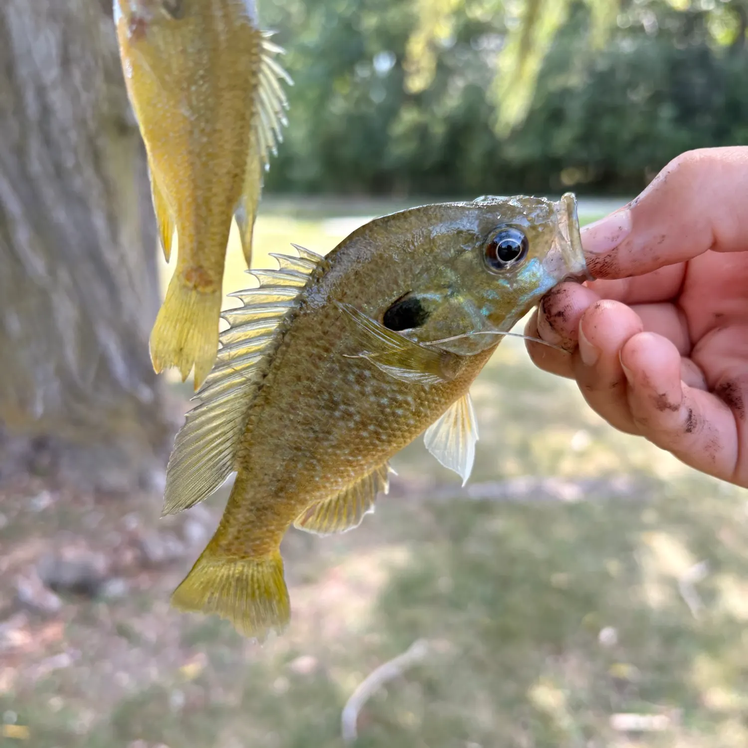 The most recent Greengill hybrid catches on Fishbrain