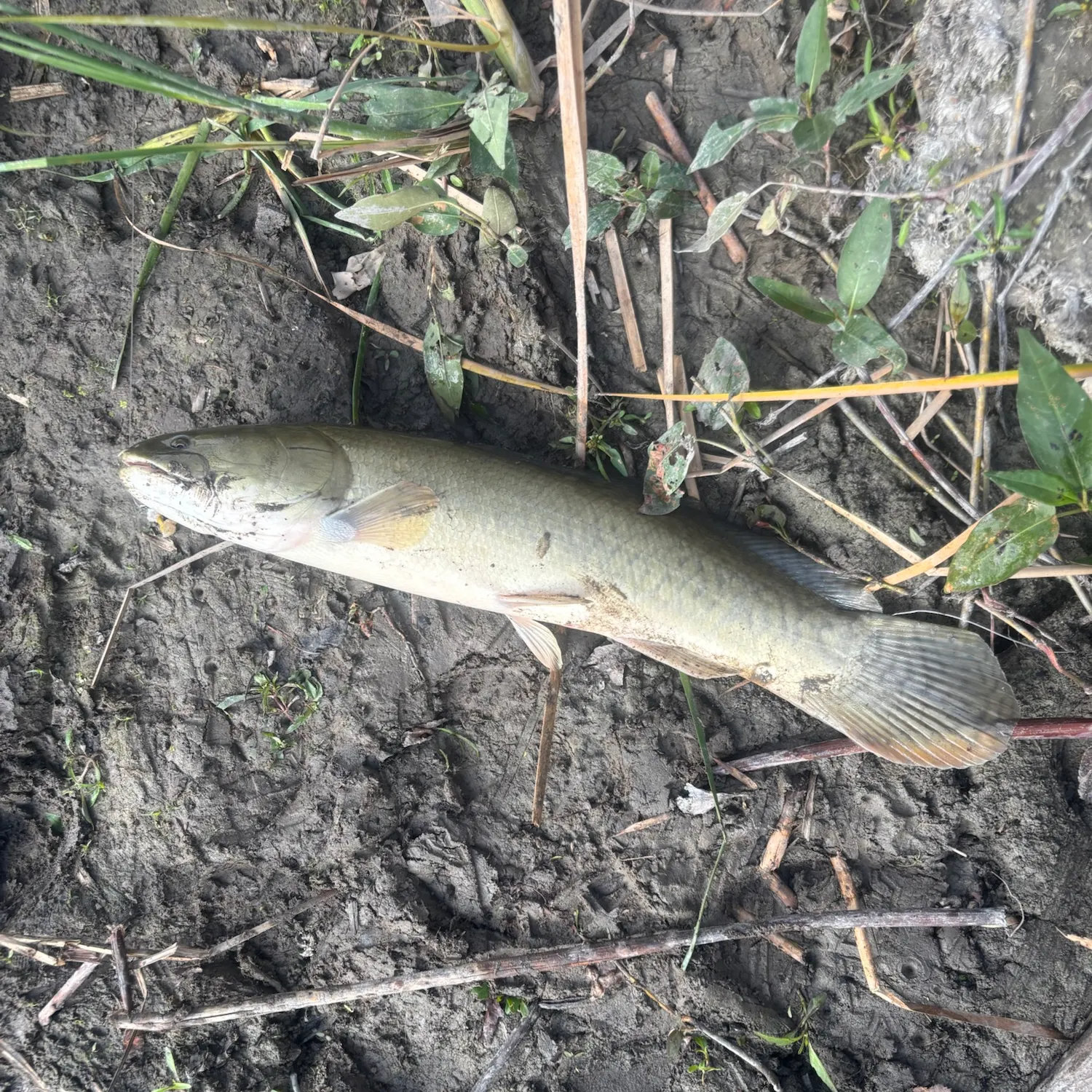 Eyetail bowfin caught on Fishbrain