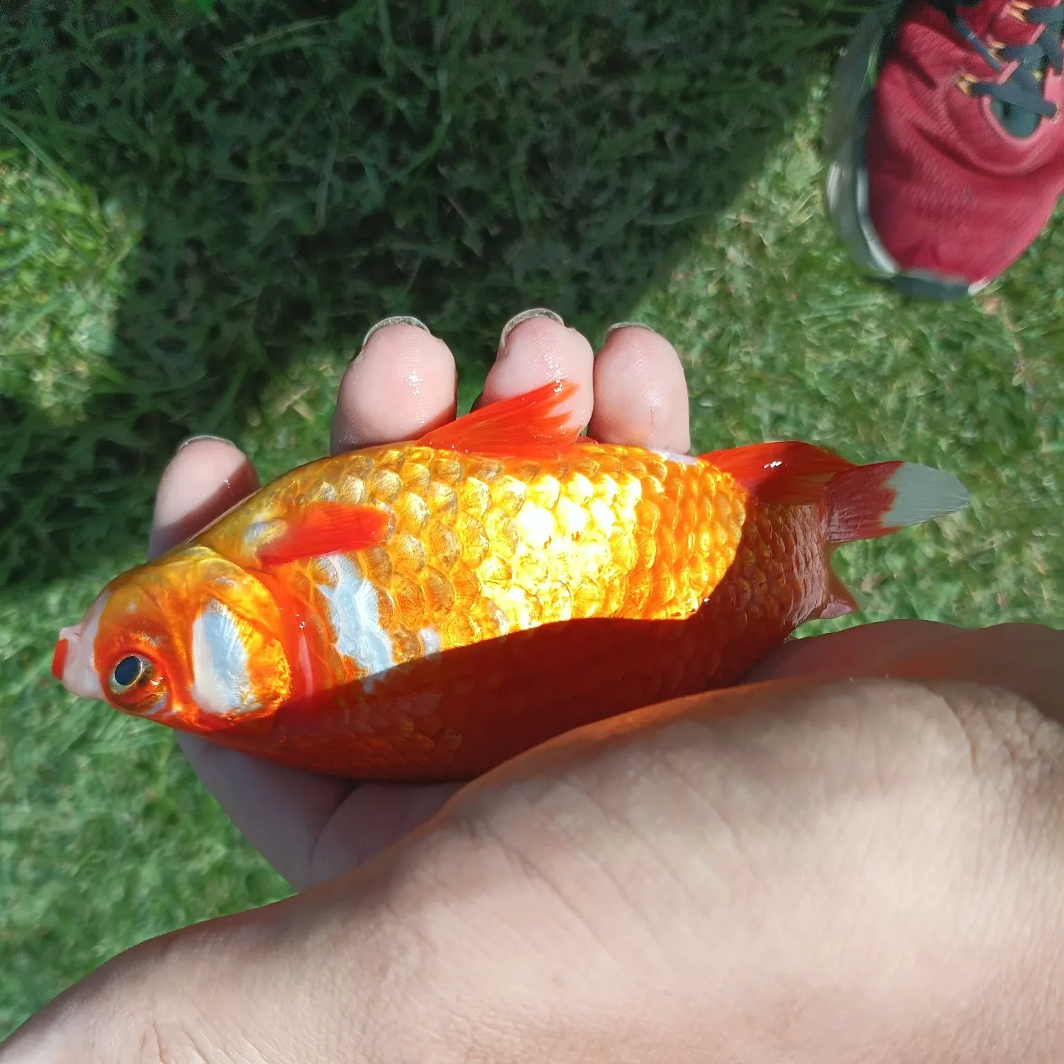 Goldfish caught on Fishbrain