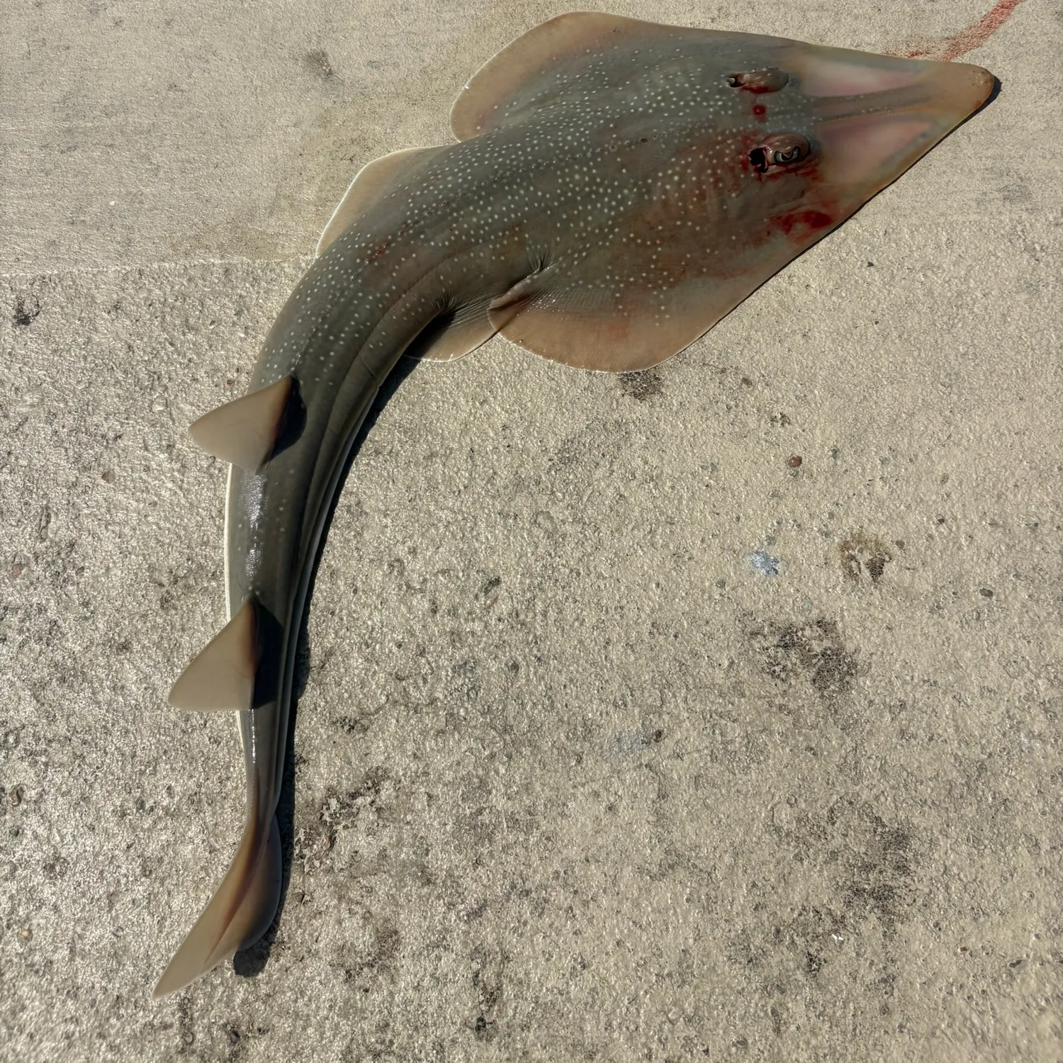 The most recent Atlantic shovelnose guitarfish catches on Fishbrain