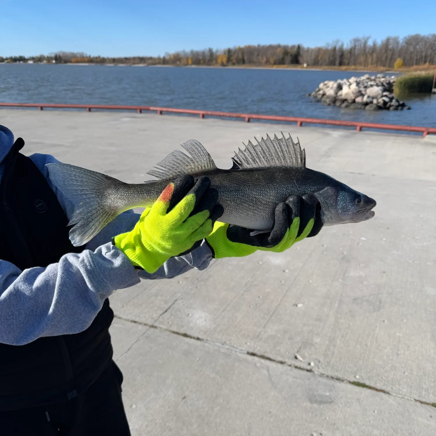 Walleye caught on Fishbrain