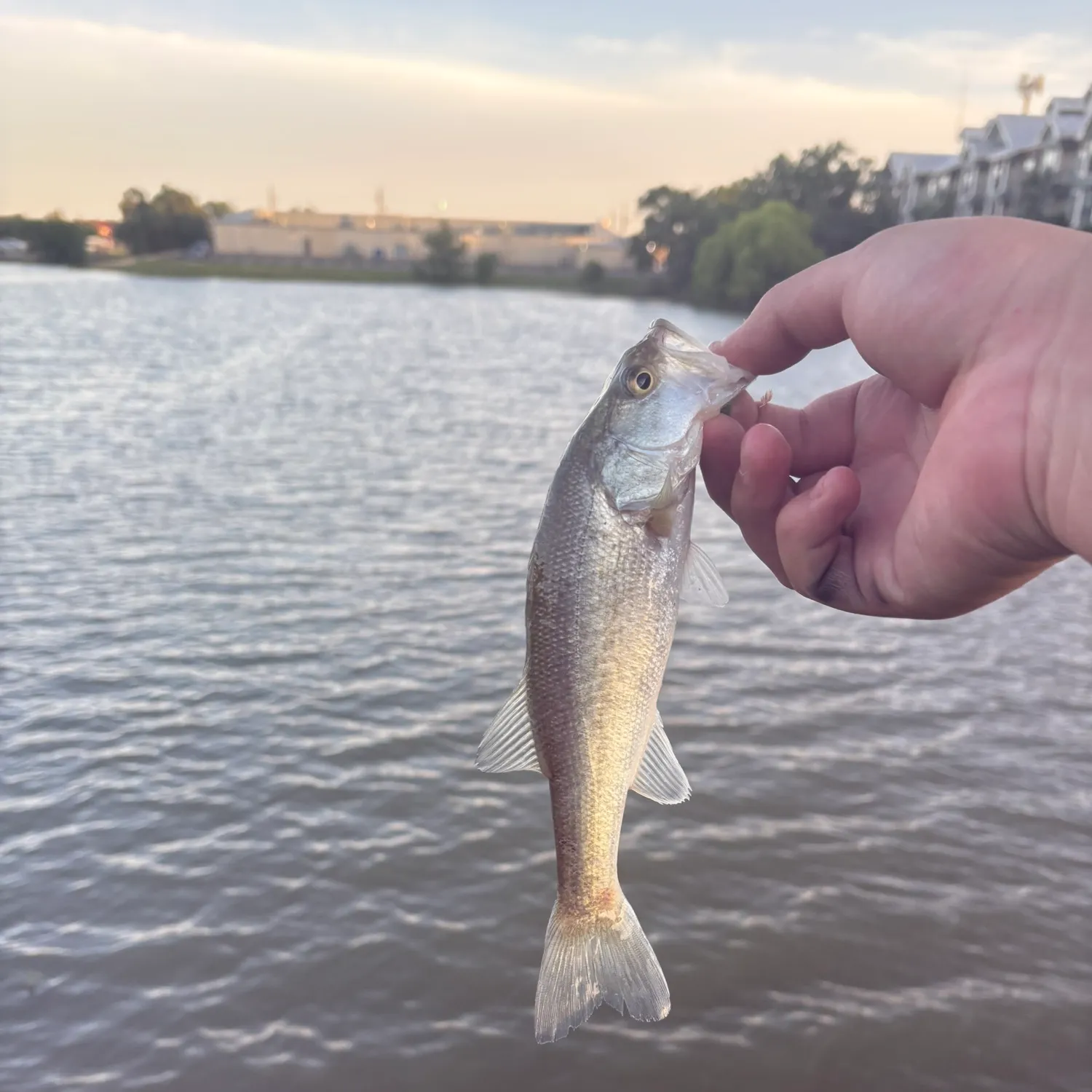 most liked catch image