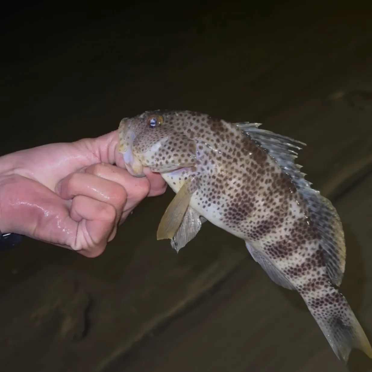 Spotted sand bass caught on Fishbrain