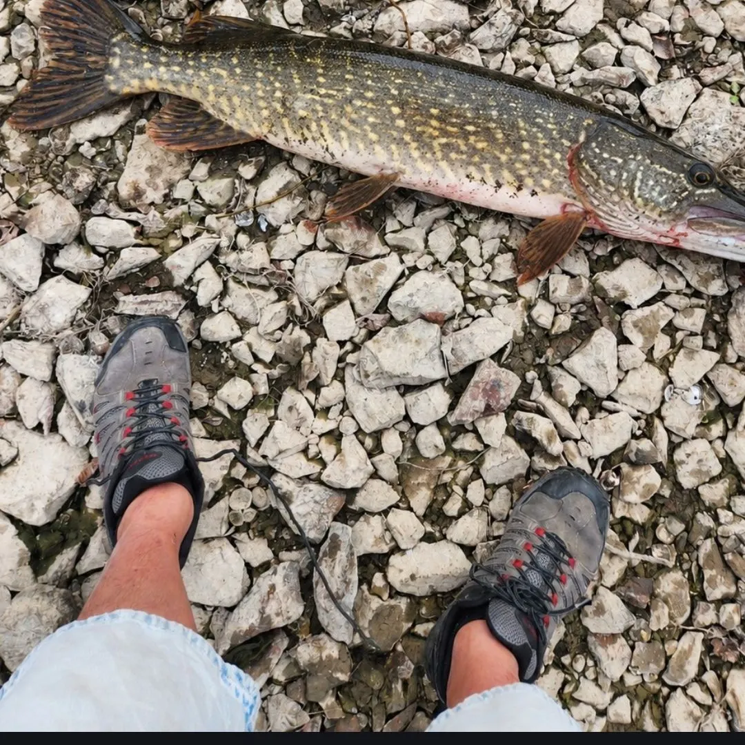 Fish caught on Fishbrain