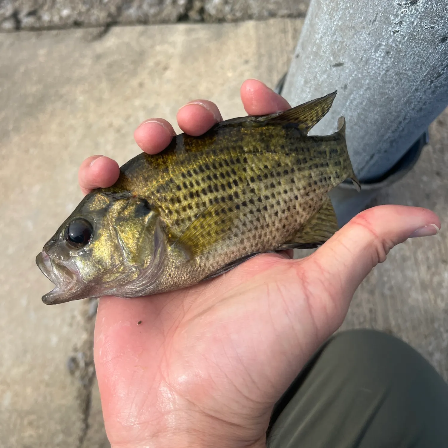 The most recent Rock bass catches on Fishbrain