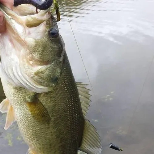 Fish caught on Fishbrain