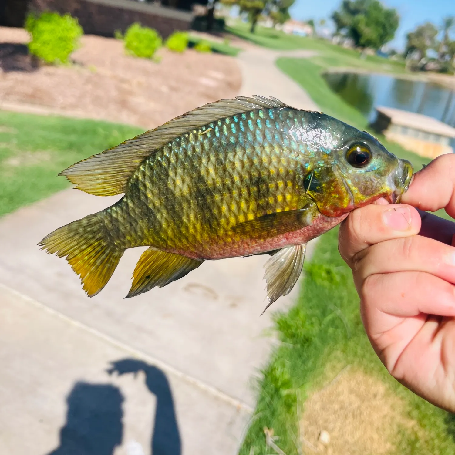 The most recent Redbreast tilapia catches on Fishbrain