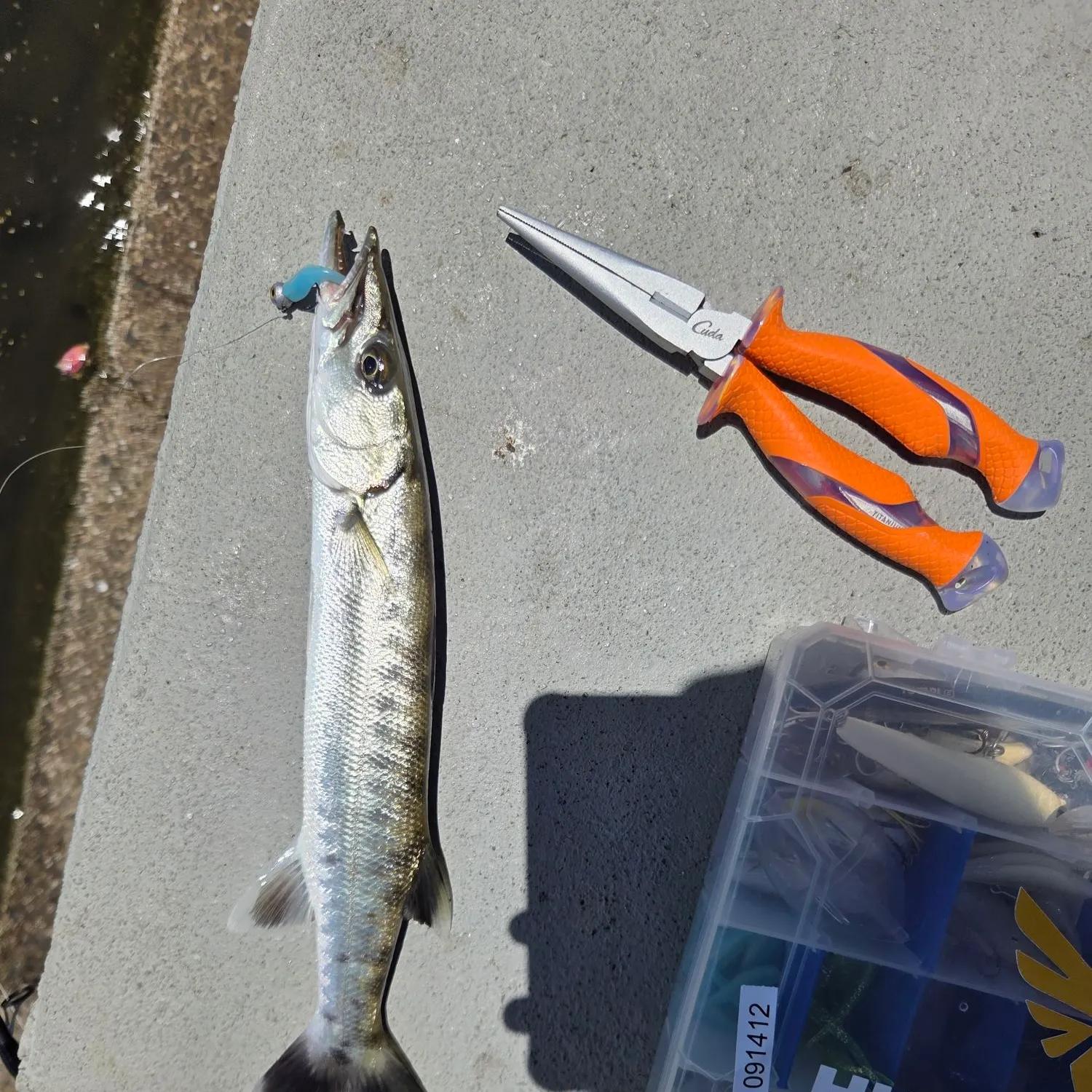 recently logged catches